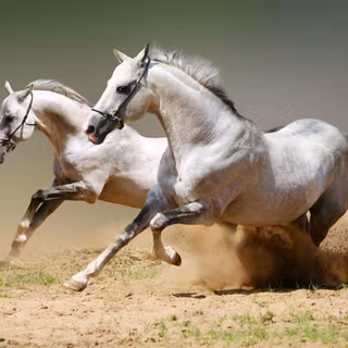 Horse rider wallpaper