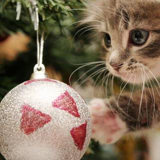 Christmas animals wallpaper