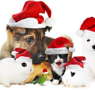 Christmas animals wallpaper