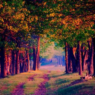 Magic forest wallpaper