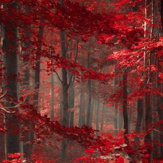 Magic forest wallpaper