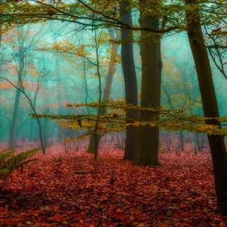 Magic forest wallpaper