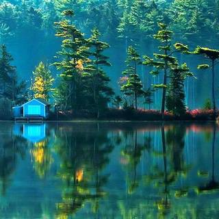 Magic forest wallpaper