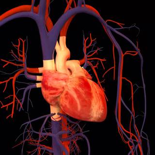 Human heart wallpaper