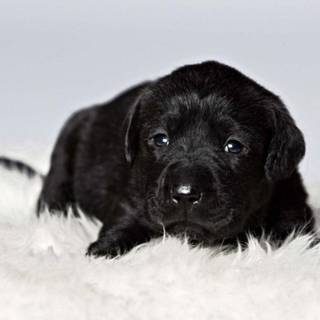 Black labs wallpaper