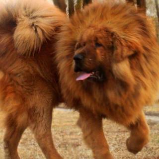Tibetan Mastiff wallpaper