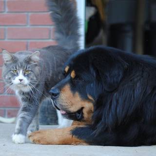 Tibetan Mastiff wallpaper