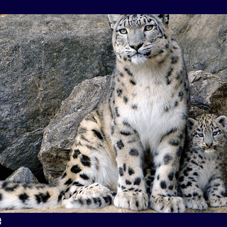 Snow leopards wallpaper