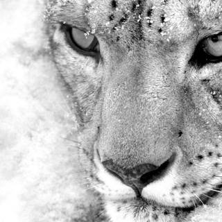 Snow leopards wallpaper