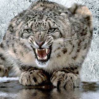 Snow leopards wallpaper