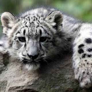 Snow leopards wallpaper