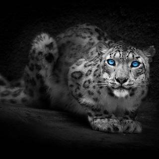Snow leopards wallpaper