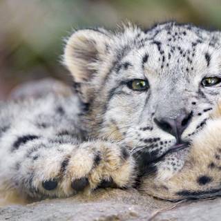 Snow leopards wallpaper