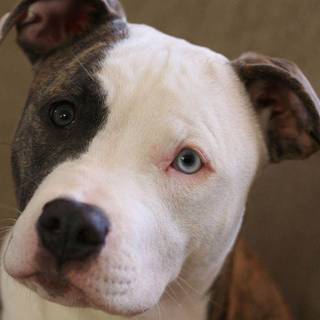 Pitbull puppies wallpaper