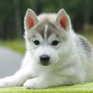 Husky puppy wallpaper