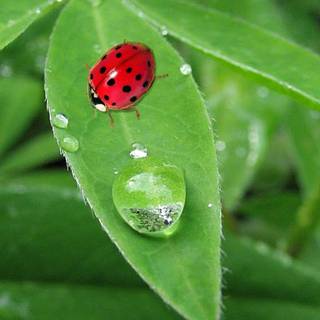Morning dew on leaves wallpaper