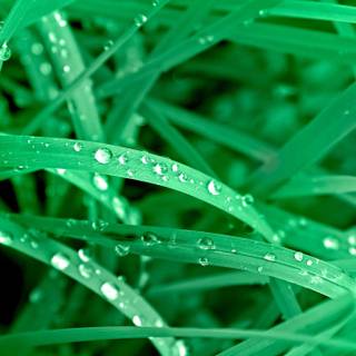 Morning dew on leaves wallpaper