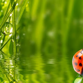 Morning dew on leaves wallpaper