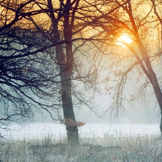 Morning dew on leaves wallpaper