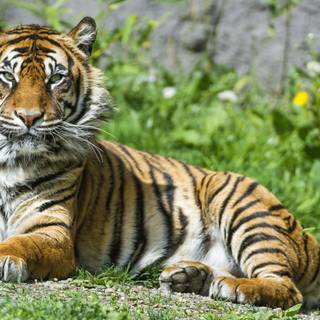 Sumatran tiger wallpaper