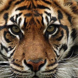 Sumatran tiger wallpaper