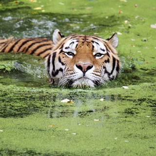 Sumatran tiger wallpaper