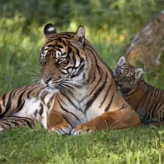 Sumatran tiger wallpaper