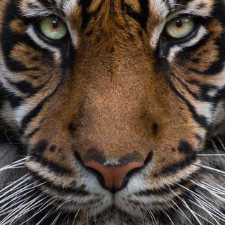 Sumatran tiger wallpaper