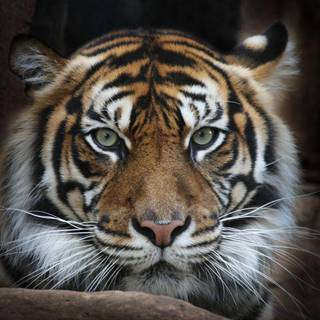 Sumatran tiger wallpaper