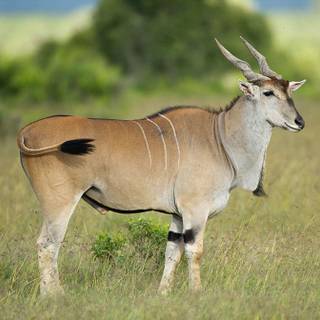 Common eland wallpaper