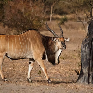 Common eland wallpaper