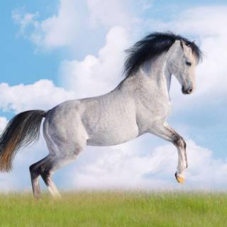 Seven Horses wallpaper