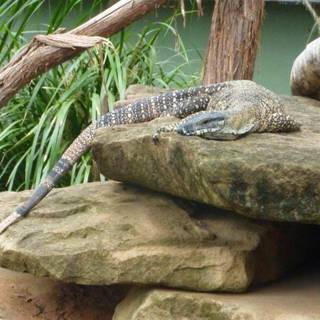 Lace monitor wallpaper