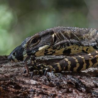 Lace monitor wallpaper