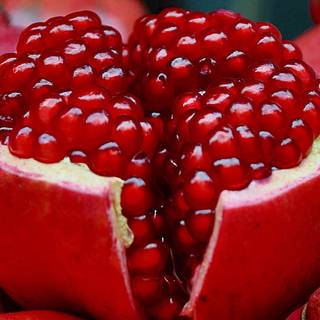 Pomegranate wallpaper