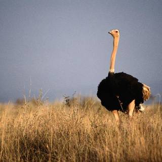 Ostrich wallpaper