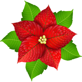 Christmas poinsettia wallpaper