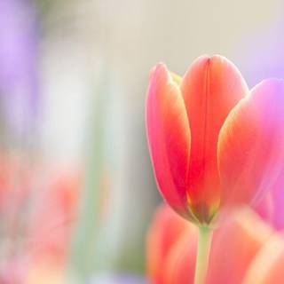Rainbow tulips wallpaper