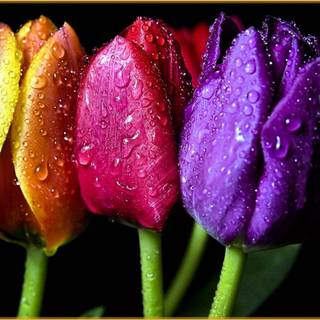 Rainbow tulips wallpaper