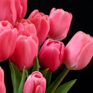 Rainbow tulips wallpaper