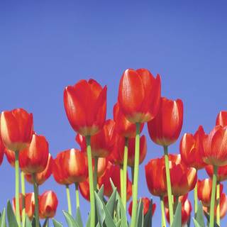 Rainbow tulips wallpaper