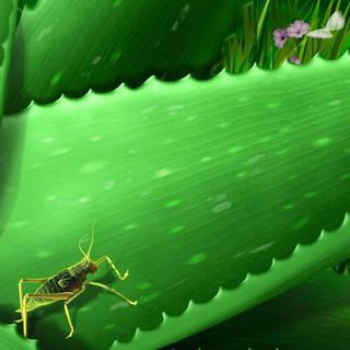 Aloe vera wallpaper