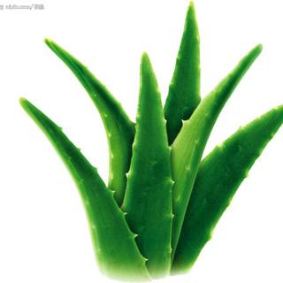 Aloe vera wallpaper