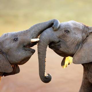 Christmas seals wallpaper