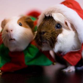 Christmas animals HD wallpaper