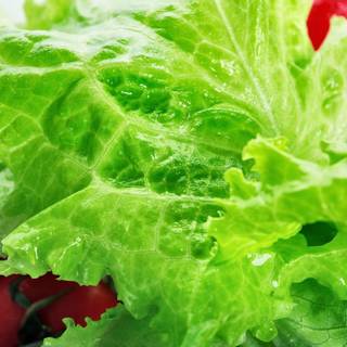 Romaine lettuce wallpaper