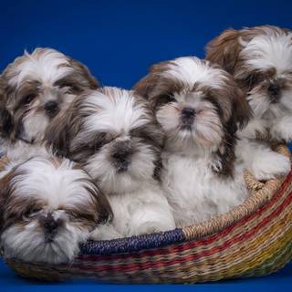 Brown Shih Tzu wallpaper