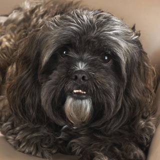 Brown Shih Tzu wallpaper