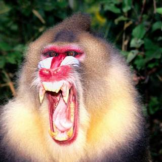Baboon wallpaper
