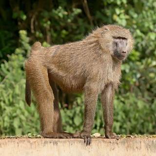 Baboon wallpaper